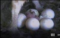 1st Owlet of 2013