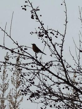Robin in Winter
