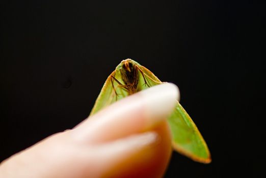 Tiny Green Moth