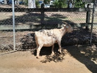 Goat at Nature park, Ipswich, Queensland