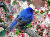 Bluebird of Happiness?