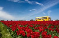 Skagit Tulip festival Washington