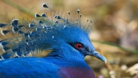 Beautiful Birds of the World 🌎