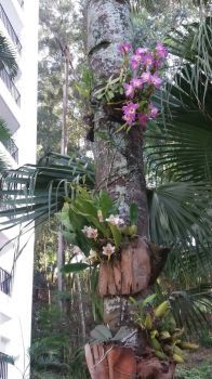 Orquídeas no Jardim!