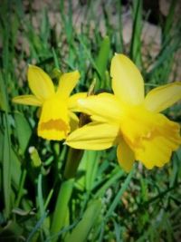Daffodil