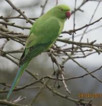 Another Parakeet waiting its turn.