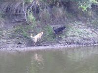 hunting frogs on the riverbank