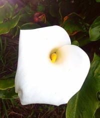 Calla lily in full bloom