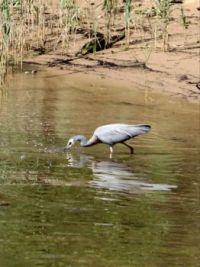 191_8313  White-faced Heron, Egretta novaehollandiae,  Ardeidae, female, fishing