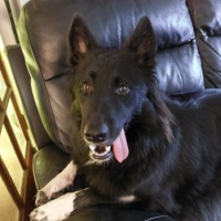 Pippa - Back from walk