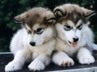 puppies