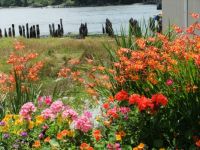 Summer Flowers by Siuslaw River