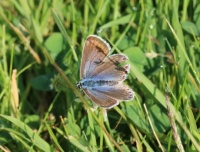 common blue butterfly - Polyommatus icarus (Icarusblauwtje)