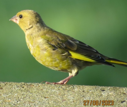 Cooperative Greenfinch.