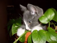 Jungle Cat