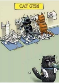 Cat Work Out
