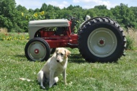 1948 Ford 8 N