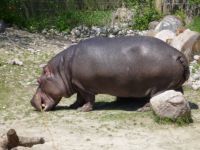 Hippo 2JPG