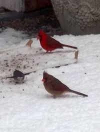 Red Birds In The Snow