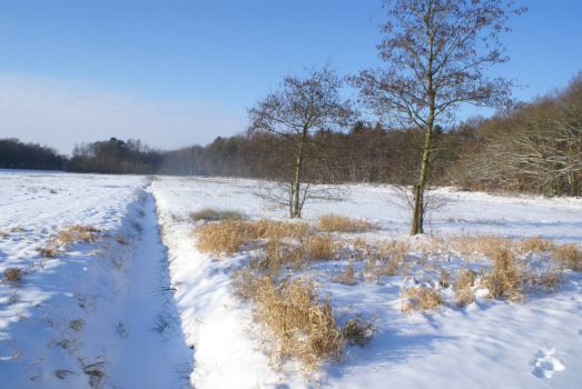 Winter in Holland jan.2013