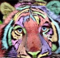 Beautiful Tiger 