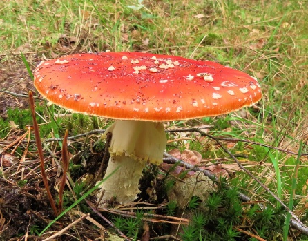 Solve fly agaric (vliegenzwam) jigsaw puzzle online with 63 pieces