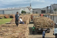 Cane trucks Fiji