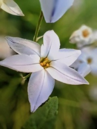 🤍☘️White variations☘️🤍
