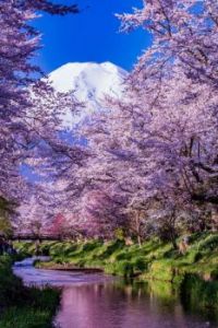 Cherry Blossoms and Mt Fuji (Mar17P27)