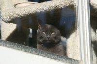 Shadow watching from the cat tree