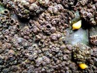 Barnacles, Dog Welks and Limpets