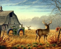 Country Deer