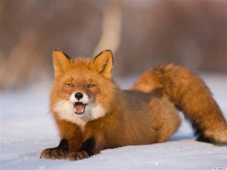 What a Fox