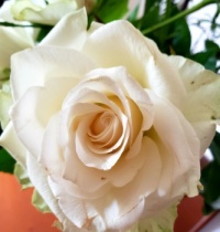White Rose
