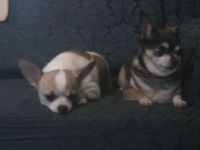 Puppies