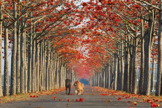 Cotton Tree Alley in Taiwan