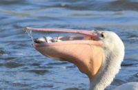 Pelican eating