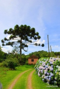 Casa rural em Santa Maria do Herval, Rio Grande do Sul, Brasil !!!foto de Anelise Kunrath
