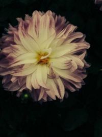Big & beautiful dahlia