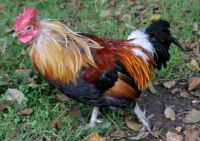 Cockerel