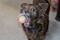 Play Ball