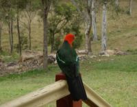King parrot by the back door