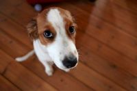 A little Dog