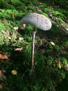 Mushroom on a moss bank