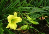 green flutter-daylily