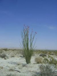 Ocitillo in Anzo Borrego Desert
