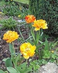 tulipány