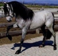 Falabella - Andalusian horse   Falabella.weebly.com