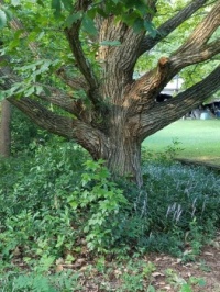Old Chestnut Tree