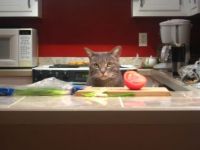 New chef in the kitchen
